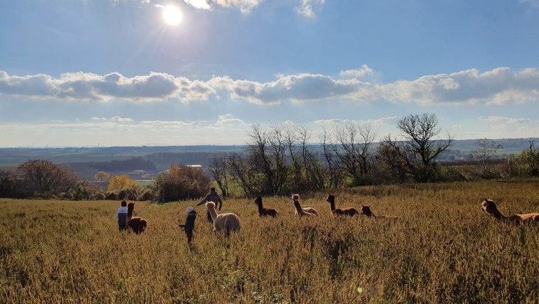 Alpakafamilie, © Andreas Widhalm Alpakas auf einem Feld bei Sonnenschein mit Menschen im Hintergrund.