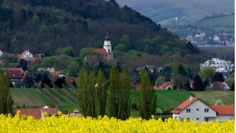Bisamberg, © Gemeinde Bisamberg Landschaft mit gelbem Rapsfeld, Dorf und Kirche vor bewaldetem Hügel.