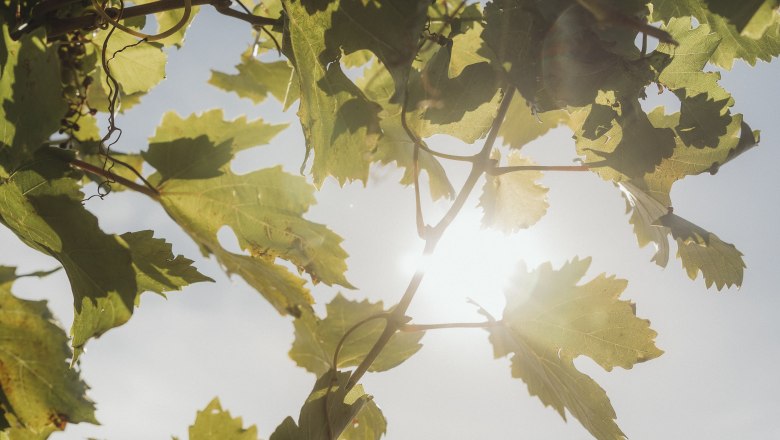 Weinlaub, © Weinviertel Tourismus / Sophie Menegaldo Weinlaub im Sonnenlicht mit blauem Himmel im Hintergrund.