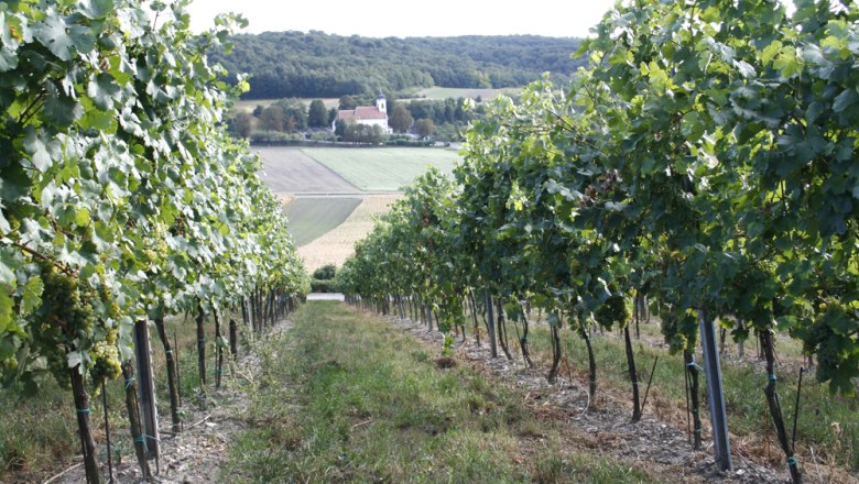 Im Weingarten, © Lackner Weinberg mit Kirche im Hintergrund