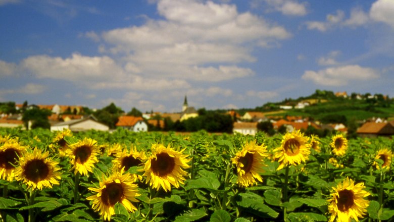 Sonnenblumenfeld, © Gerhard Trimmel Ein Feld voller blühender Sonnenblumen vor einem Dorf mit Kirche und Hügeln im Hintergrund.