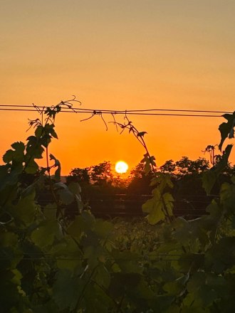 Sonnenuntergang, &copy; Weingut Haindl-Erlacher