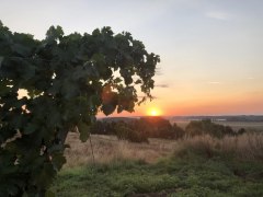 Sonnenuntergang in den Weinbergen, &copy; Weingut Malus