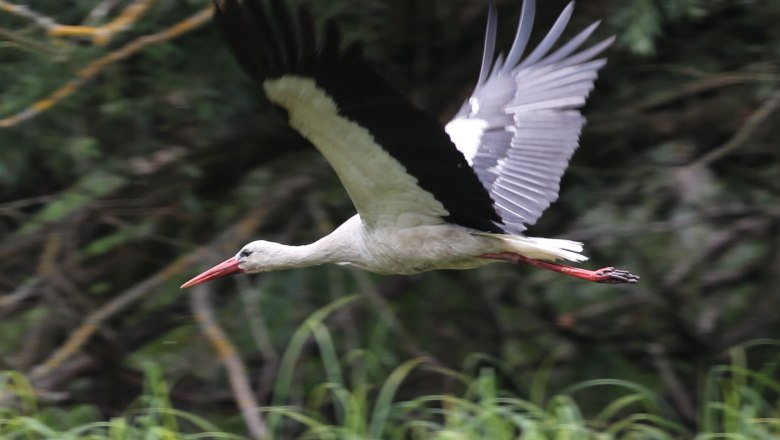 Wei&szlig;storch, &copy; A. Pataki