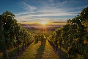 Sonnenuntergang im Weingarten, &copy; Roland Steiner