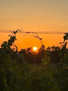 Sonnenuntergang, &copy; Weingut Haindl-Erlacher