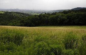 Blick auf eine grüne Wiese mit Wald im Hintergrund und einer Stadt in der Ferne.