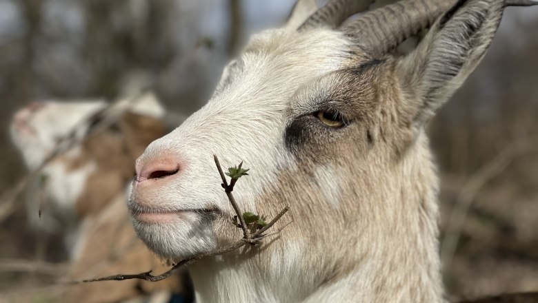 Nahaufnahme einer Ziege mit Zweig im Maul, unscharfer Hintergrund mit Bäumen.