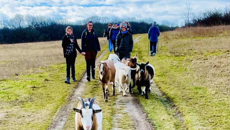 Menschen spazieren mit Ziegen auf einem Feldweg.
