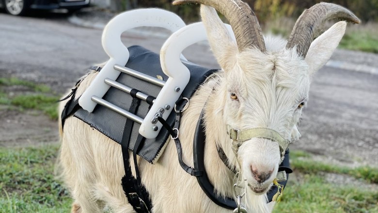 Eine Ziege mit einem speziellen Geschirr und Griffen auf dem Rücken steht auf einer Wiese.