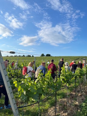 Auf dem Weg zum Sonnenuntergang, &copy; Weingut Eichberger