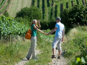 Durch die Weinviertler Weing&auml;rten wandern, &copy; Weinviertel Tourismus / Himml