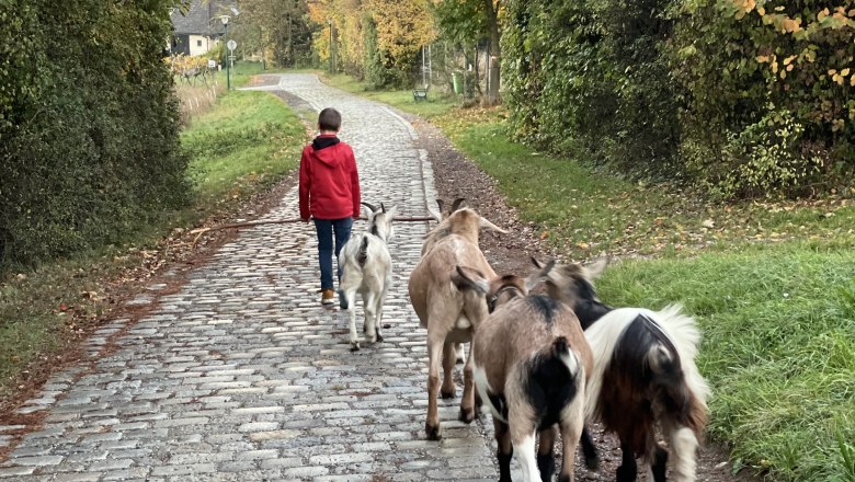 Ein Kind in roter Jacke führt eine Gruppe Ziegen auf einem gepflasterten Weg entlang einer grünen Hecke.