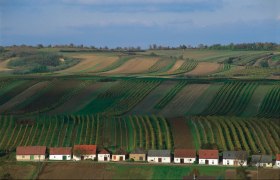Weinberge im südlichen Weinviertel mit kleinen Häusern im Vordergrund.