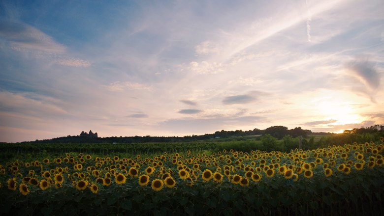 Sonnenblumenfeld mit Burg Kreuzenstein im Hintergrund bei Sonnenuntergang.
