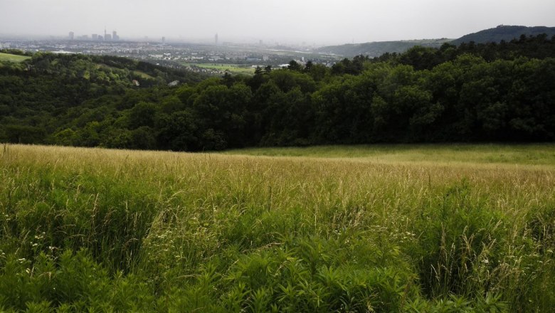 Blick auf eine grüne Wiese mit Wald im Hintergrund und einer Stadt in der Ferne.