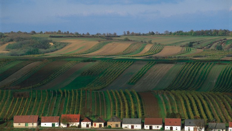 Weinberge mit kleinen Häusern in einer Kellergasse, umgeben von grünen Feldern und Hügeln.
