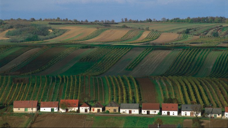 Weinberge im südlichen Weinviertel mit kleinen Häusern im Vordergrund.