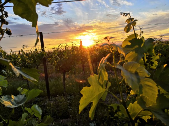 Sunset Tasting, &copy; Winzerfamilie Pfalz
