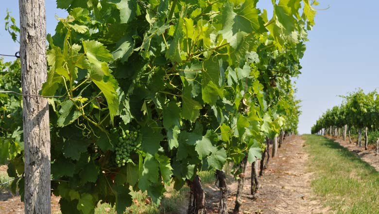 Weingärten rund um Spannberg, © Gemeinde Spannberg