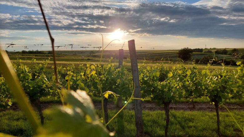 Sonnenuntergang über einem Weingarten mit grünen Reben und bewölktem Himmel.