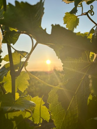 Sonnenuntergang, &copy; Weingut Haindl-Erlacher