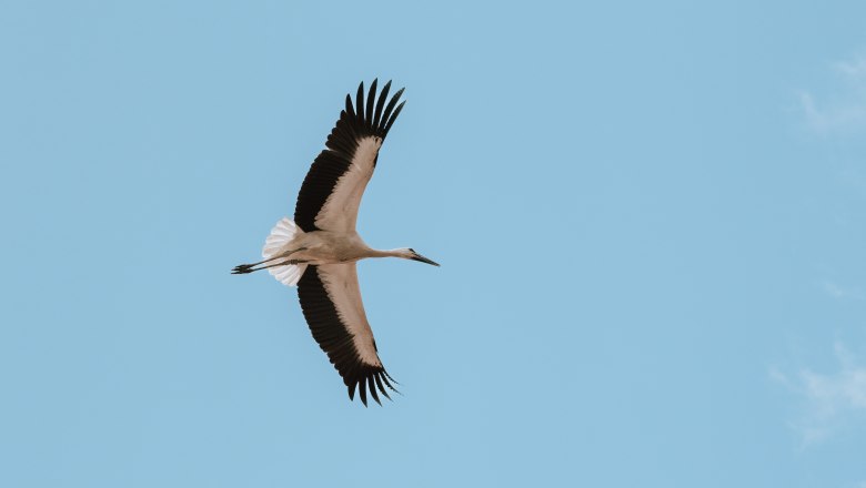 Schloss Marchegg Störche, © Weinviertel Tourismus / Nadine Christine