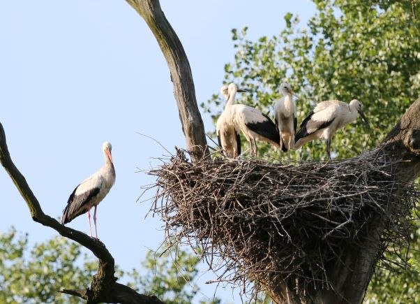 Eine Gruppe von Wei&szlig;st&ouml;rchen steht auf einem gro&szlig;en Nest in einem Baum.