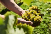 Die Trauben werden geerntet, © Weinviertel Tourismus / Michael Liebert