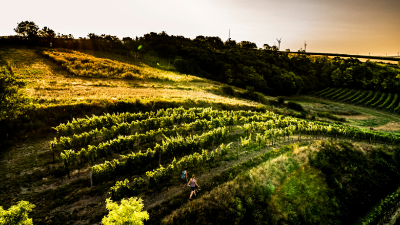 Wandern umgeben von Weingärten, © Robert Herbst