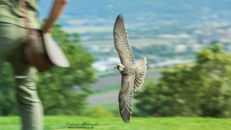 Ein Falke fliegt knapp über dem Boden, während eine Person im Hintergrund steht.