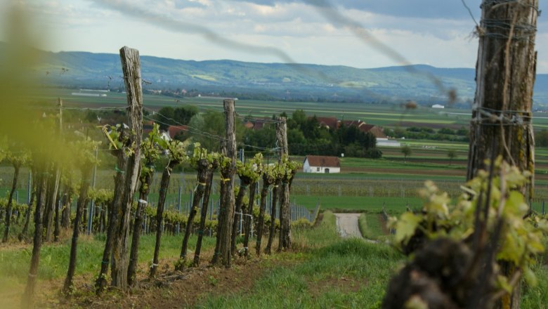 Weinberge in Niederru&szlig;bach mit Blick auf ein Tal und H&uuml;gel im Hintergrund.